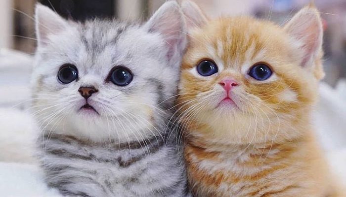 Kucing 3