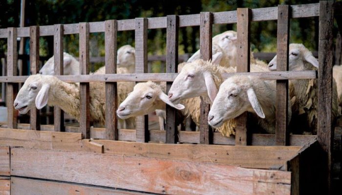 Qurban 1